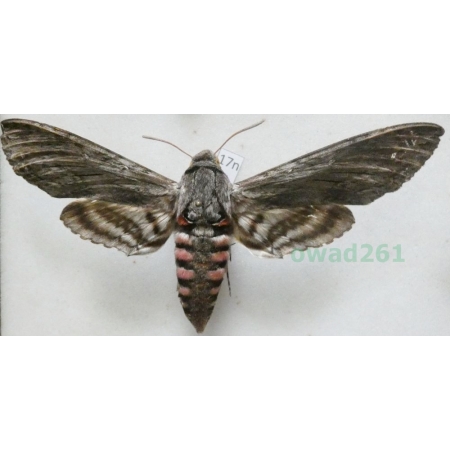 Agrius convolvuli (Linnaeus, 1758) male Zawisak powojowiec Poland 111mm17n